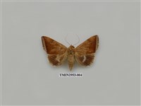 藏品(夜蛾320)的圖片